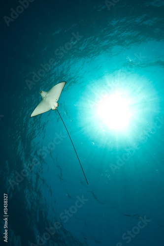 ocean, sun and spotted eagle ray