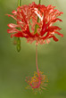 Hibiscus chinois - Fleur exotique