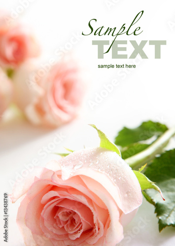 Photo: Beautiful rose (easy to remove the text) Beautiful rose (easy to remove the text)