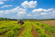 tractor at field