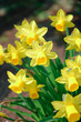 Beautiful daffodils Beautiful daffodils