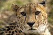 Portrait of Beautiful Cheetah Close-up Portrait of Beautiful Cheetah Close-up