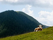 Cow and Green Meadow
