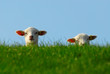 cute lambs in spring cute lambs in spring