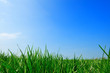 summer background summer background