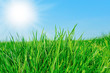 summer background summer background