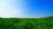 summer background summer background