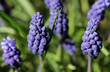 muscari
