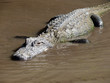 alligator dans l'eau