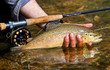 Trout