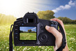 Photo: beautiful spring landscape with daisies beautiful spring landscape with daisies