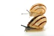 snails