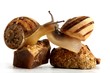 snails