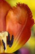 blume