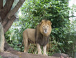 Photo: Lion standing Lion standing