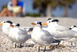Vögel, Seevögel
