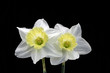 jonquil