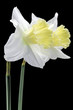 jonquil