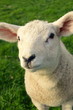Spring Lamb