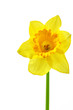 Yellow daffodil Yellow daffodil