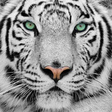 white tiger - Fine Art prints