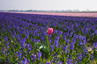 Lonesome pink tulip in field of purple hyacinths Lonesome pink tulip in field of purple hyacinths