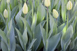 Budding Yellow Tulips