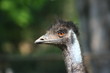 emu