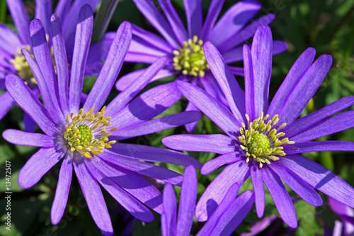 Windröschen, Anemone