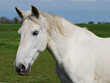 Cheval blanc