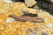 Lézard
