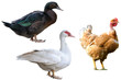 animaux de la ferme.