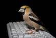 Bird on Keyboard 8