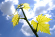 vine branch