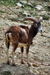 Le mouflon corse