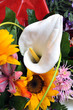 Detail of a Calla lily as part of a bouquet Detail of a Calla lily as part of a bouquet