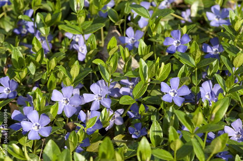 Kleines Immergruen, Vinca minor