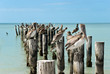 Braun - Pelikane auf Pier in Florida,USA Braun - Pelikane auf Pier in Florida,USA