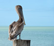 Braun - Pelikan auf Pier in Florida,USA