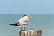 Seeschwalbe am Meer