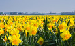 Thousands of daffodils in spring sun Thousands of daffodils in spring sun