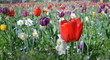 tulipes