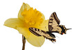 Swallowtail and daffodil Swallowtail and daffodil