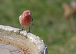 Male House Finch (Carpodacus Mexicanus)