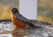 Adult Robin taking a bath