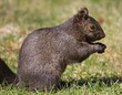 Melanistic Eastern Gray Squirrel