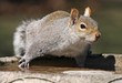 Squirrel taking a drink from bird bath