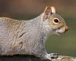 Close up of Eastern Gray Squirrel