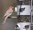 Male House Finch (Carpodacus Mexicanus)