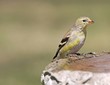 Female Goldfinch (Carduelis Tristas)